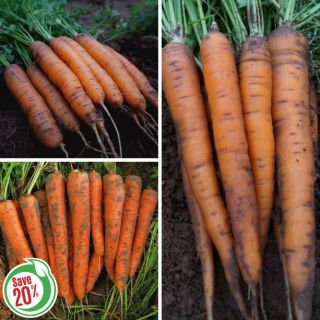 Pelleted Carrot Collection Thumbnail